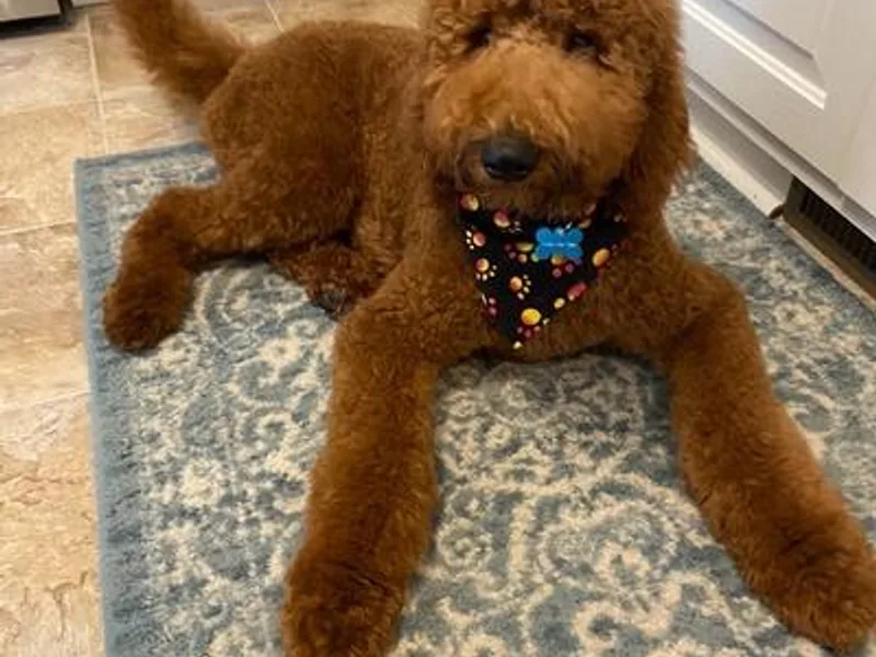 Dover Family Doodles