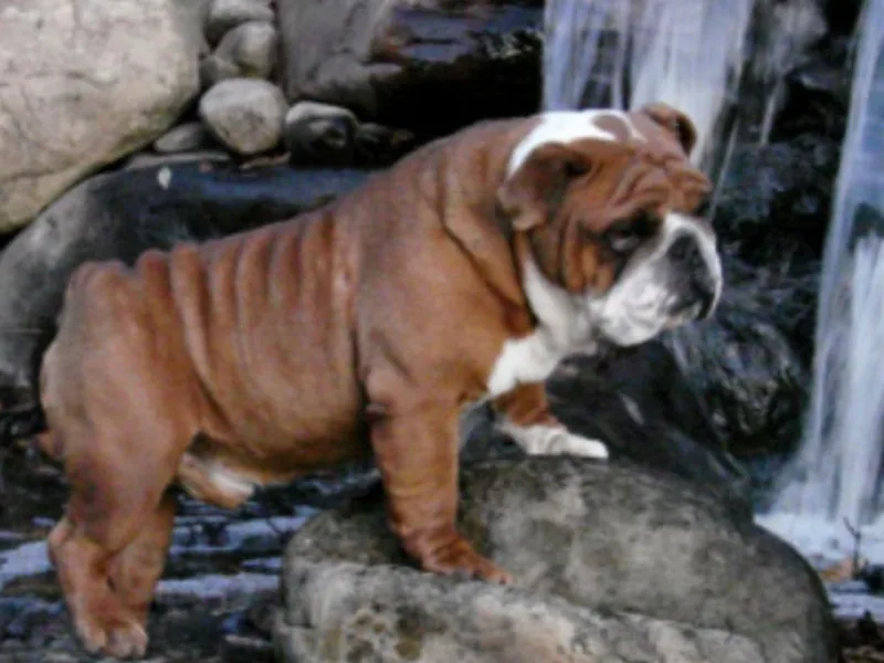 Doves Farm Bulldogs