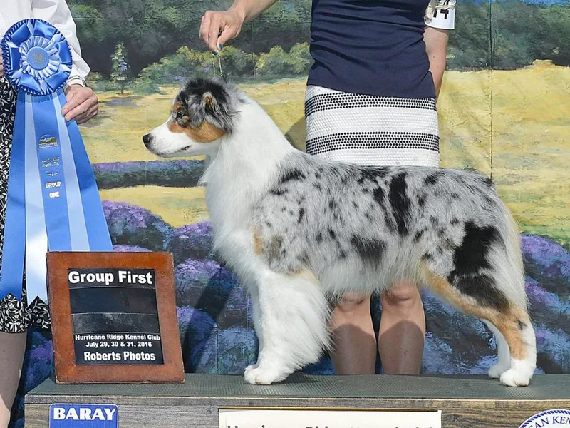 Dovetail Australian Shepherds