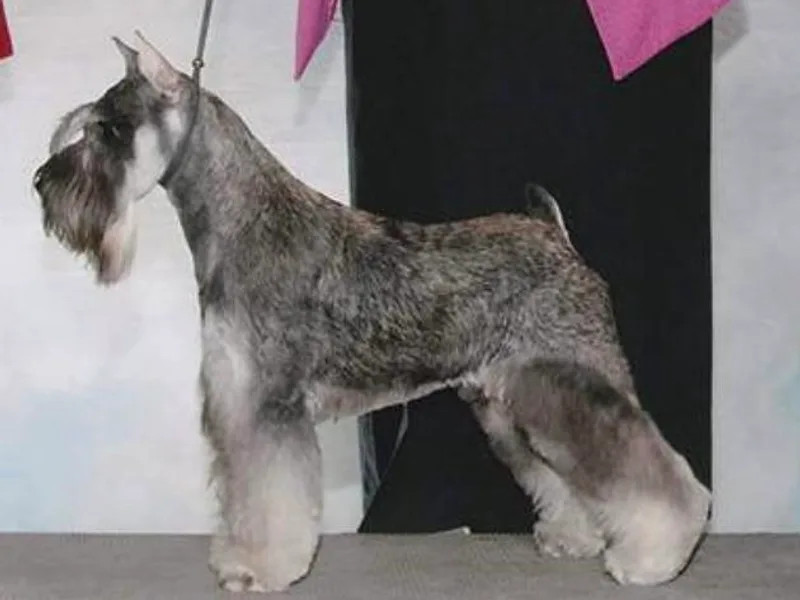 DOW Miniature Schnauzers