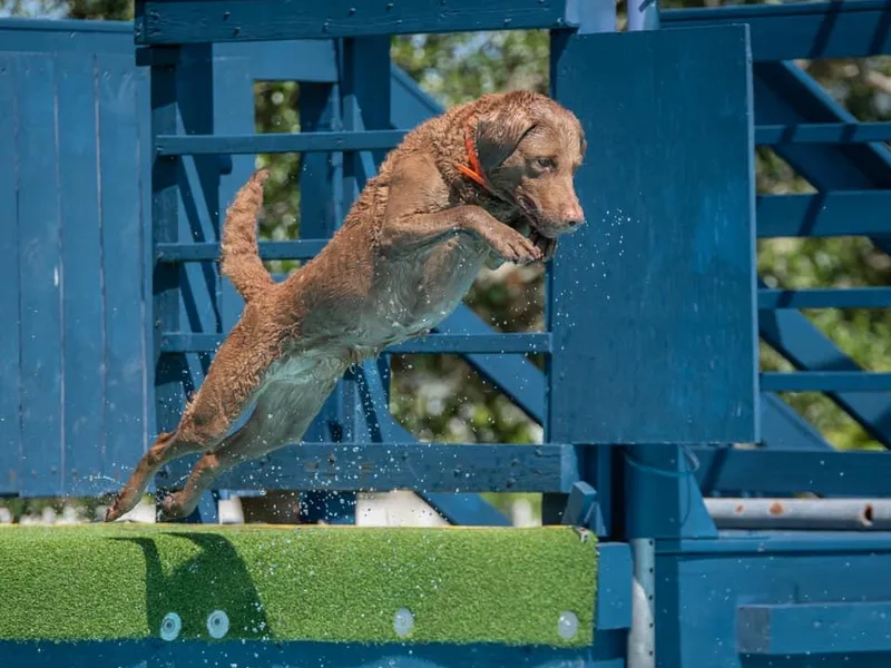 Down Home Chesapeakes