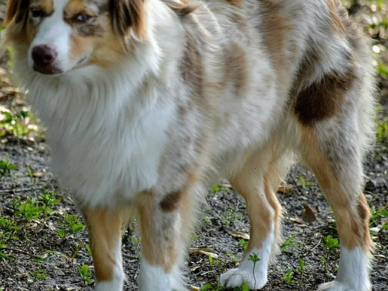 Down Home Miniature American Shepherds