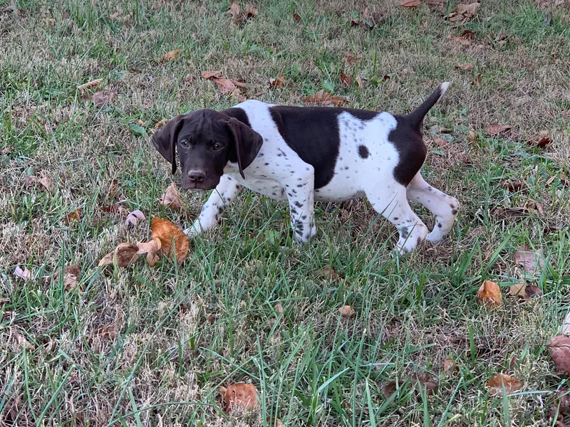 Down N' Birdie Gun Dogs LLC