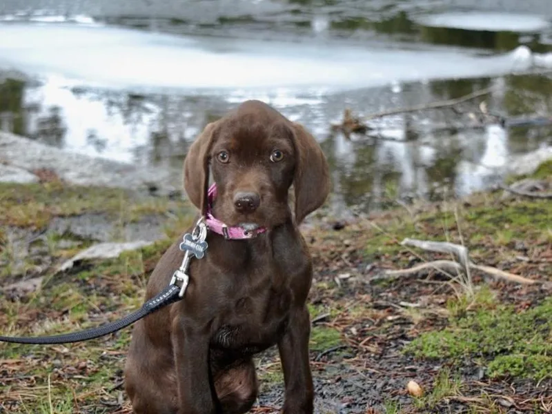 Down River Gun Dogs photo 1