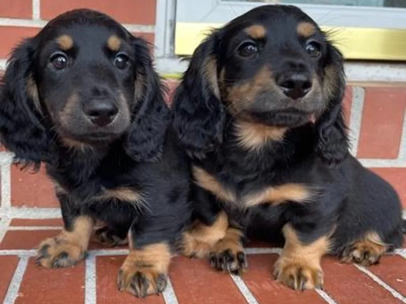 Down South Doxies photo 1