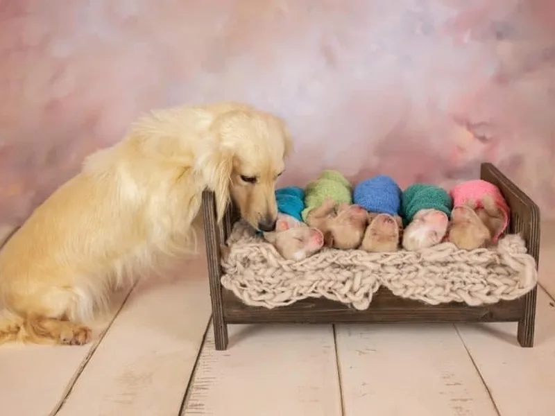 Down South Mavericks Dachshunds