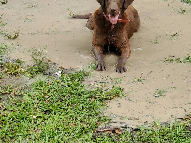 Down South Retrievers photo 1