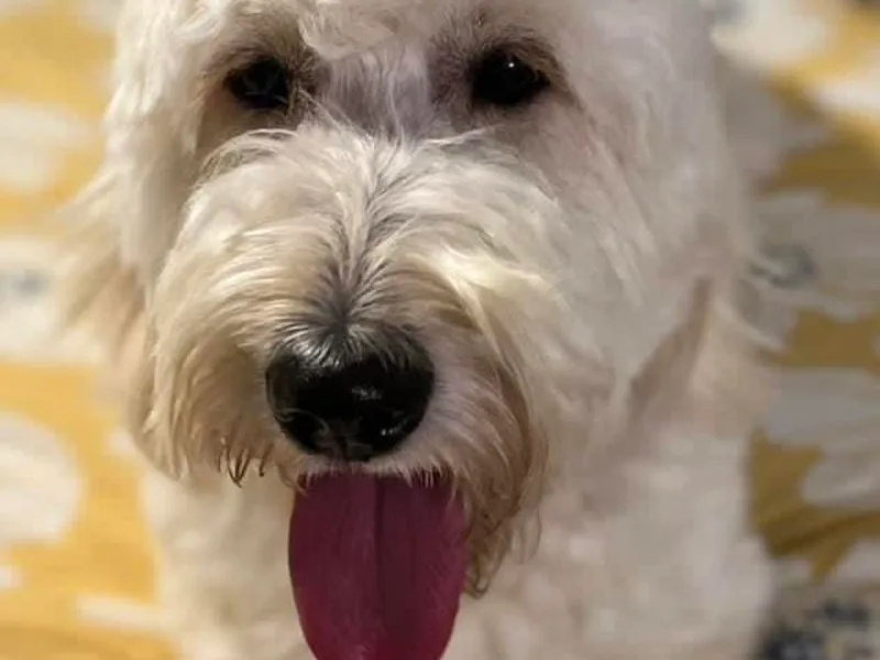 Downeys Double Doodles of KY