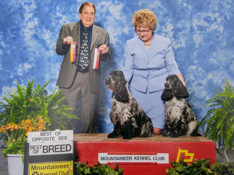 Downonda Farm's English Cockers