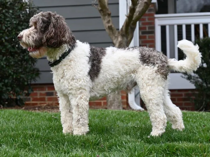 Downunder Labradoodles USA