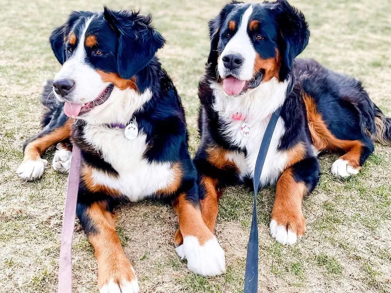 Downy Dutch Bernese