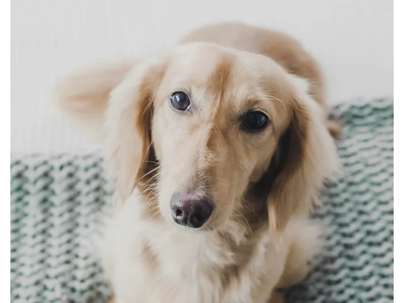 DOXA Miniature Dachshunds