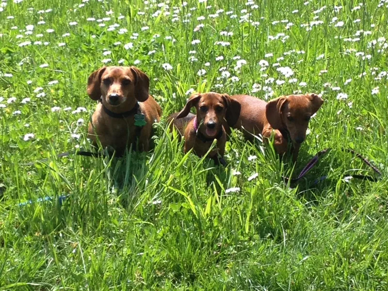 Doxie Acres
