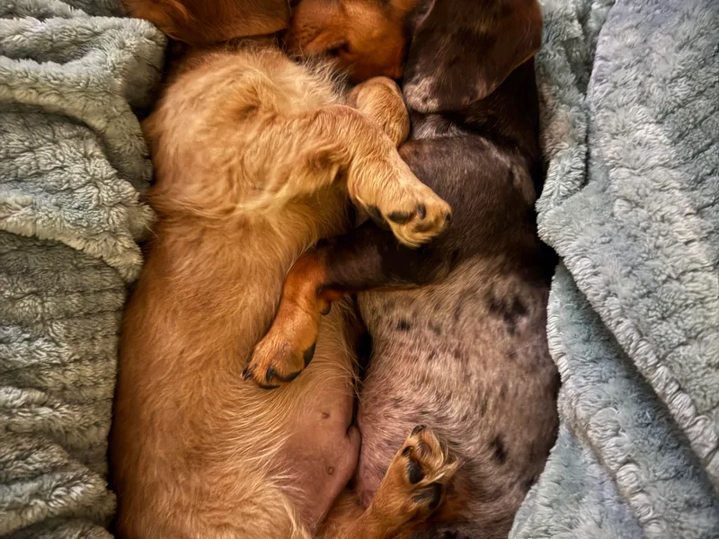 Doxie Delights photo 1