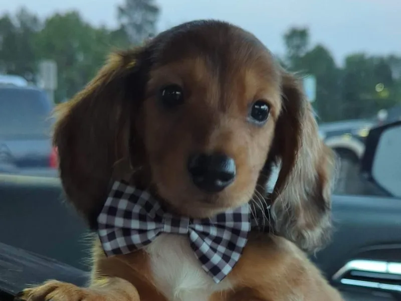 Doxie Den🐾 photo 1