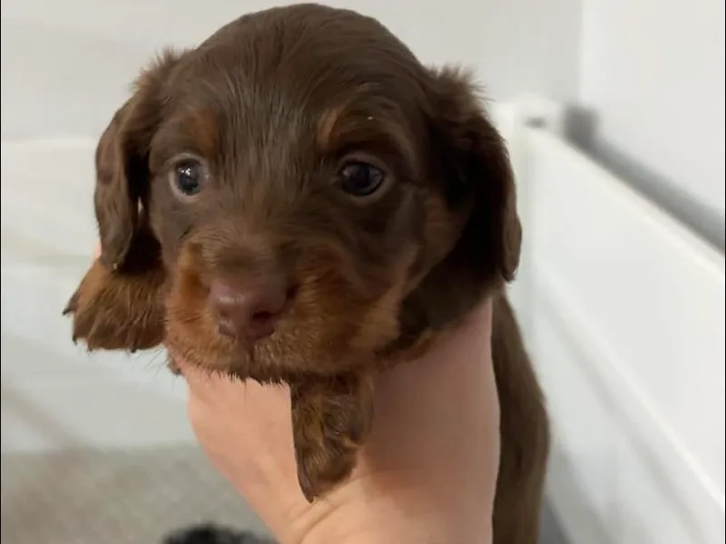 Doxie Den photo 1