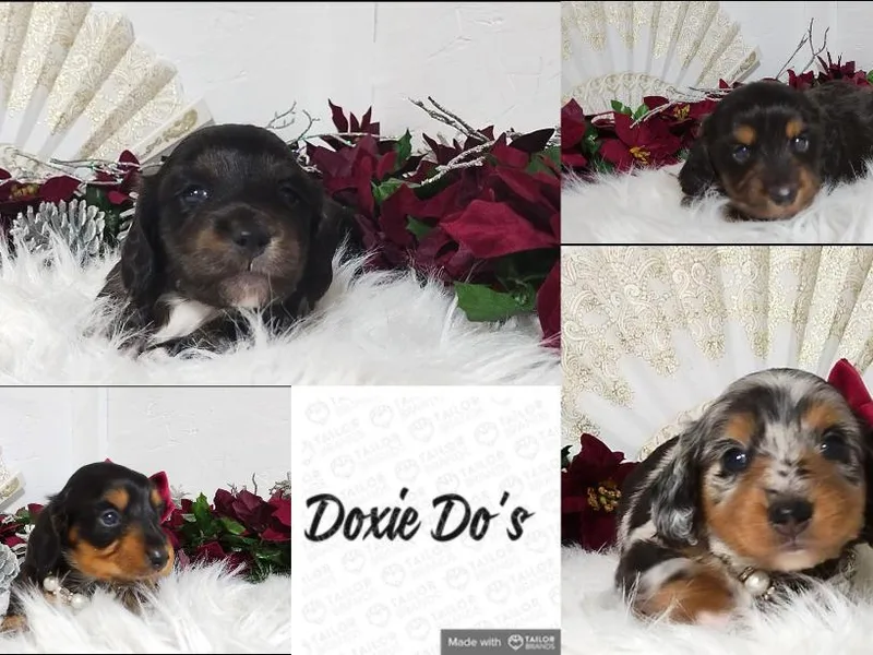 Doxie Do's photo 1