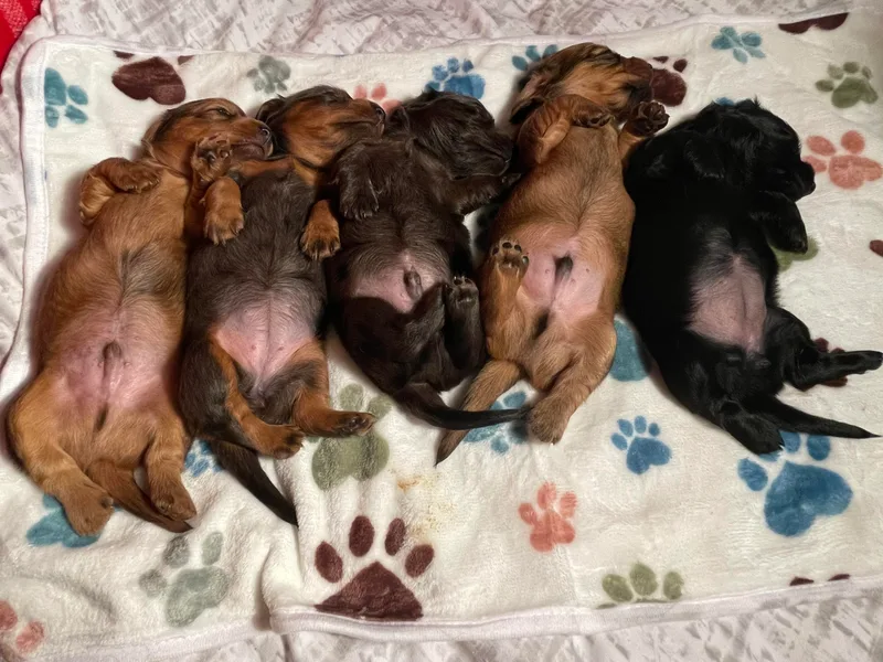 Doxie Gang