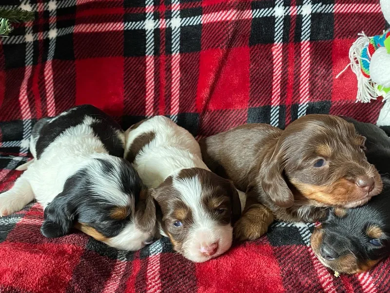 Doxie_pupps