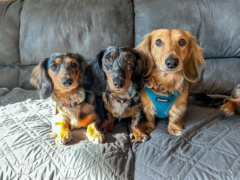 Doxies in the Sun