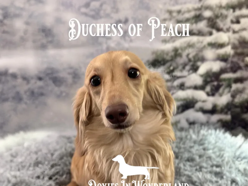 Doxies in Wonderland