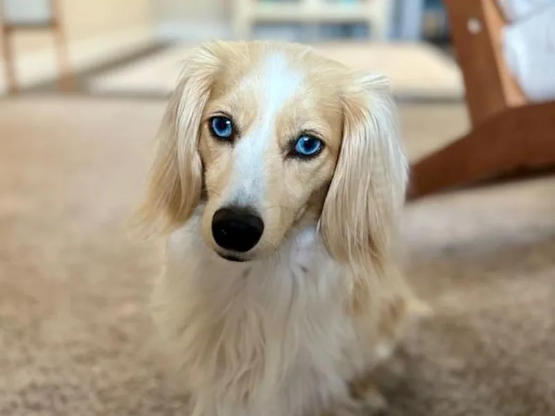 Doxies Treasures Kennel