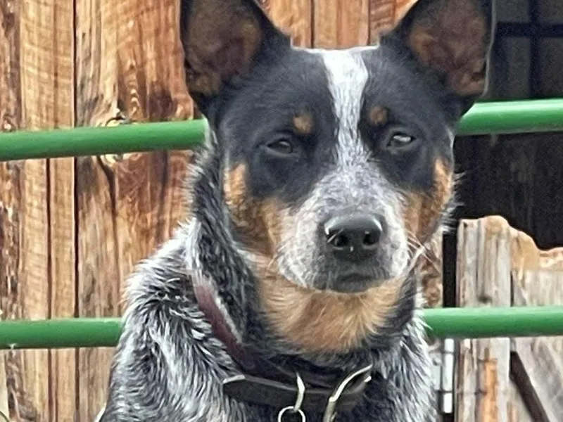 DPH Australian Cattle Dogs