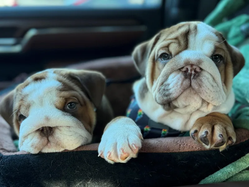 DR BULLDOGS