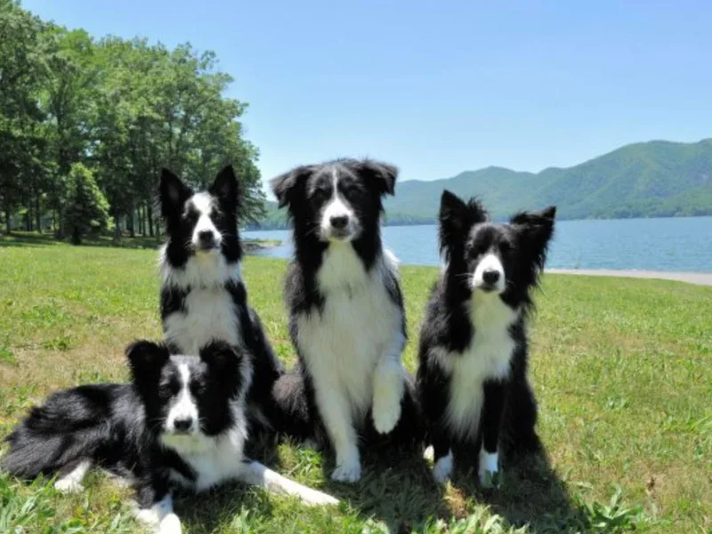 Dr. Debbie Mims' Border Collies