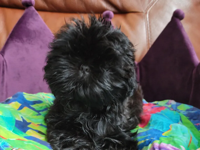 Dr. Dmitriy Kurenbin PURE SHIH TZU Puppies