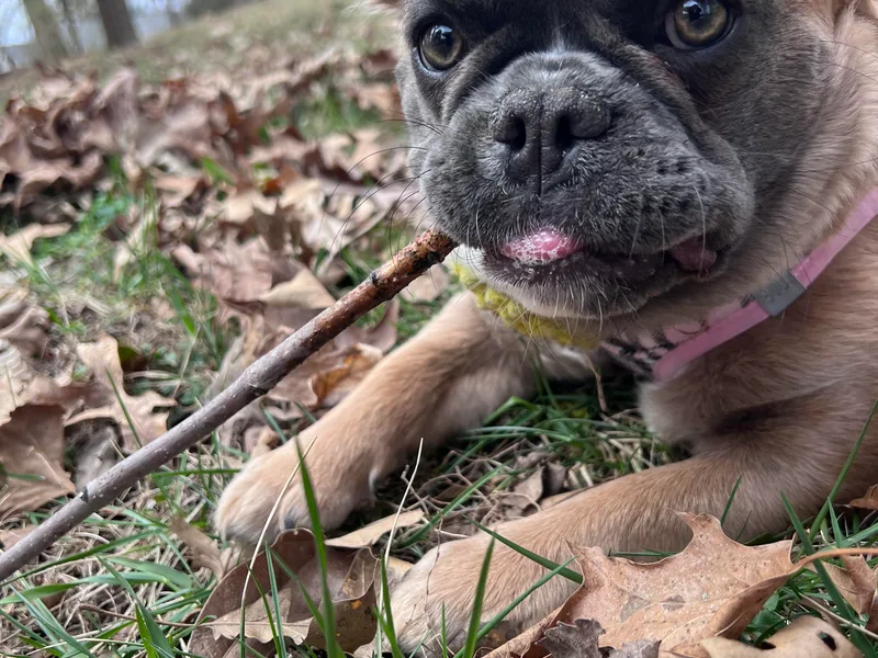 Dr Kipp's Frenchies