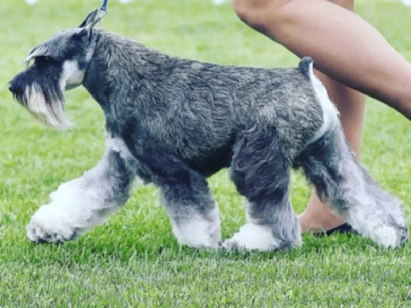 Dr. Lisa Sarvas- Beauideal Schnauzers