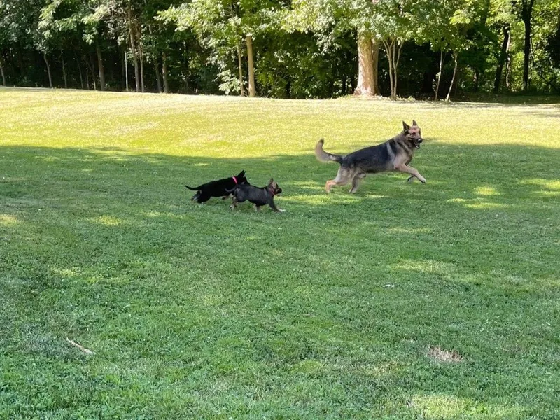 Drachenhaus Shepherds