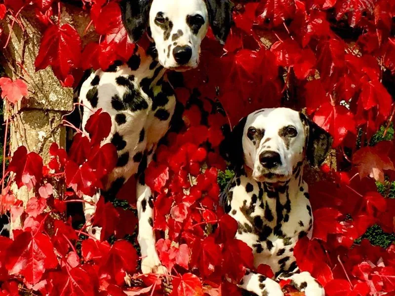 Dracorn Dalmatians photo 1