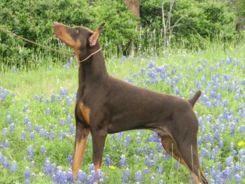 Draggin Dobermans &amp; Great Danes