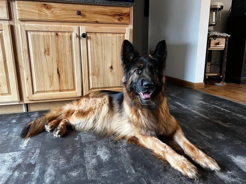 Drago Team ~ Michigan K9