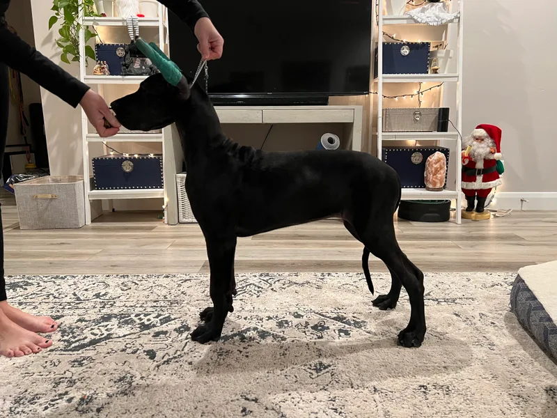 Dragon House Danes