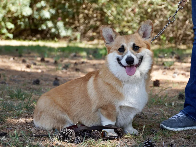 Dragon Ridge Corgis