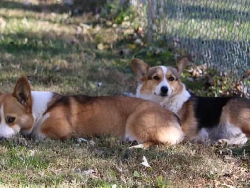 Dragonfly Corgis &amp; Toy Aussies