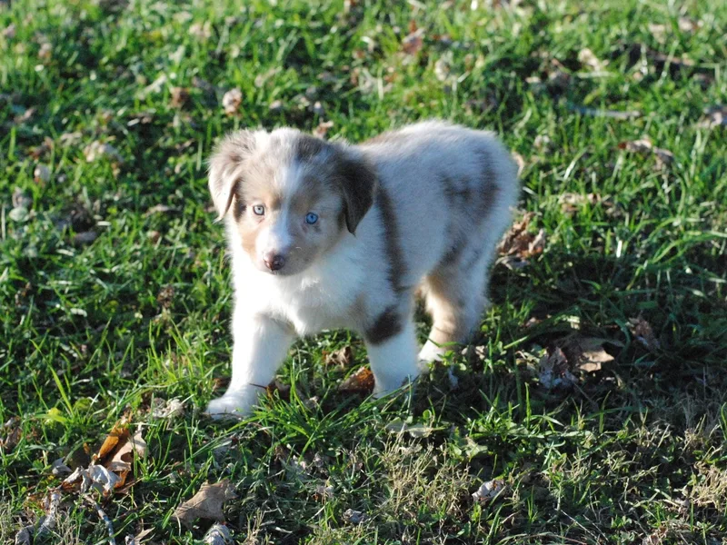 Dragonfly Mini Aussies
