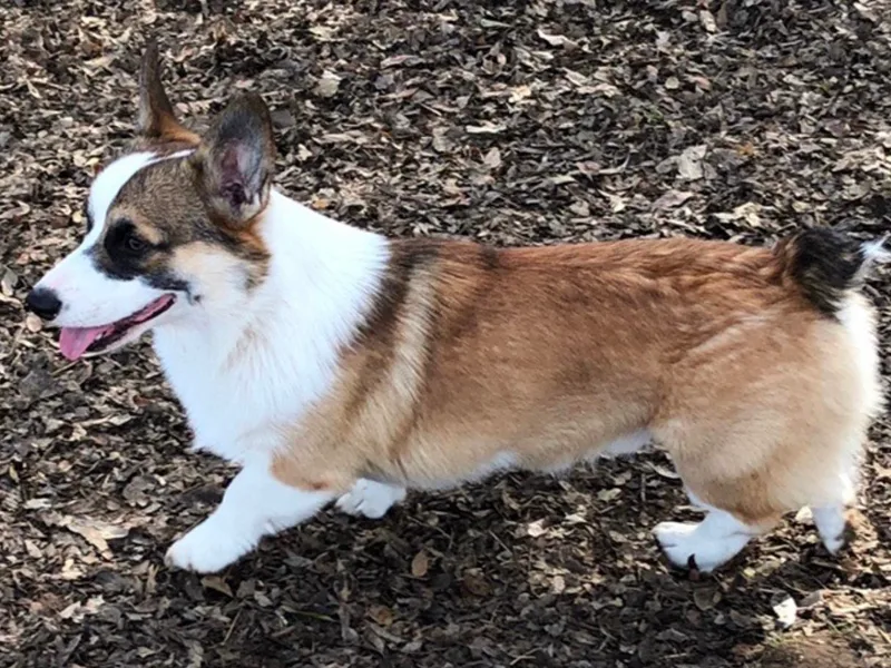 Dragonfly Ranch Corgis