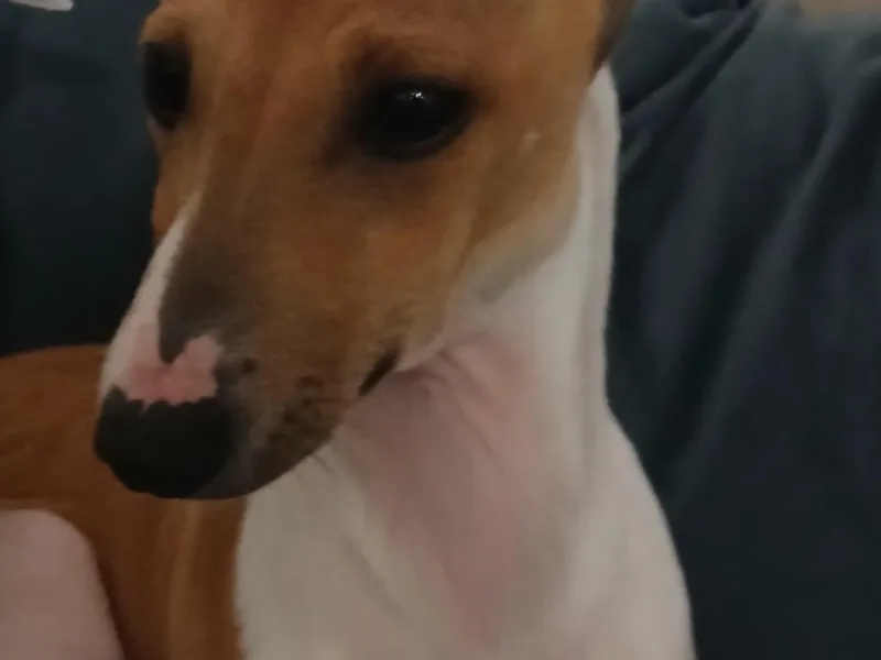 Dragonfly Valley Iggys