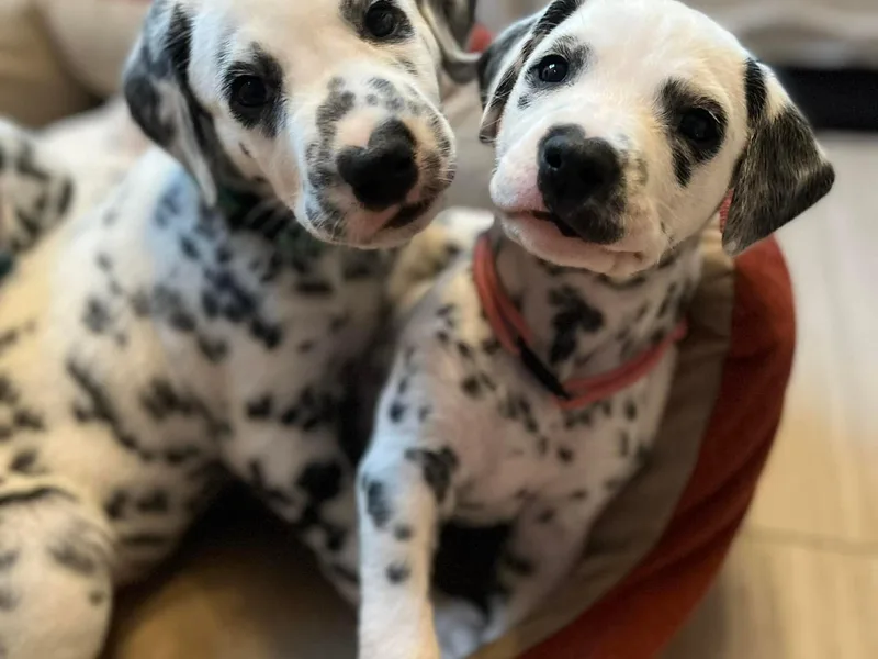 DragonHeart Dalmatians