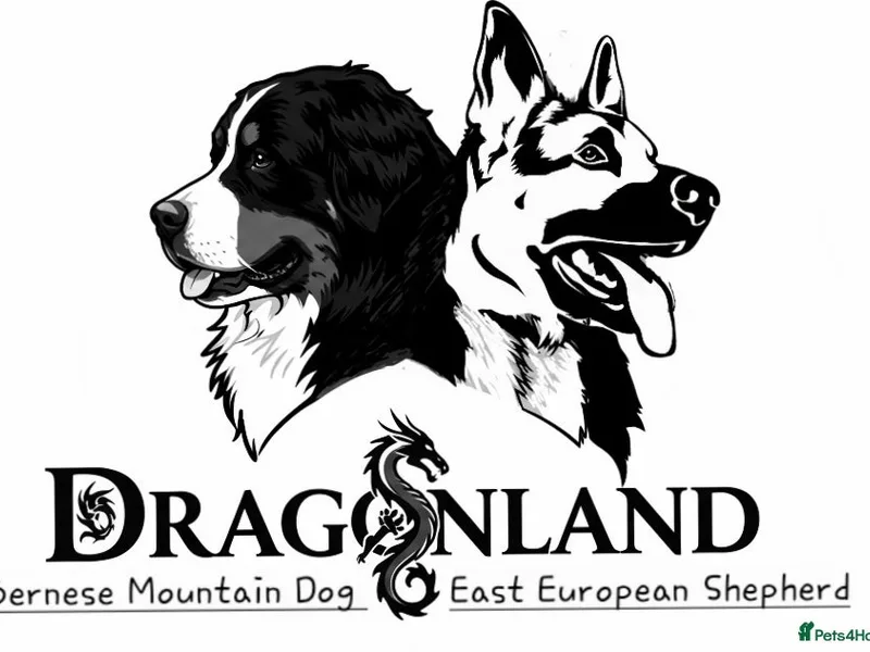 DRAGONLAND photo 1