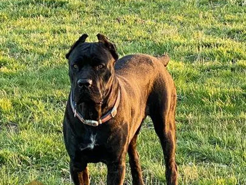 Dragonstone Cane Corsos