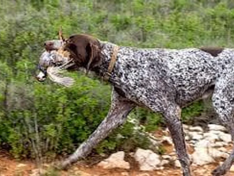 Dragoon Mountain Kennels