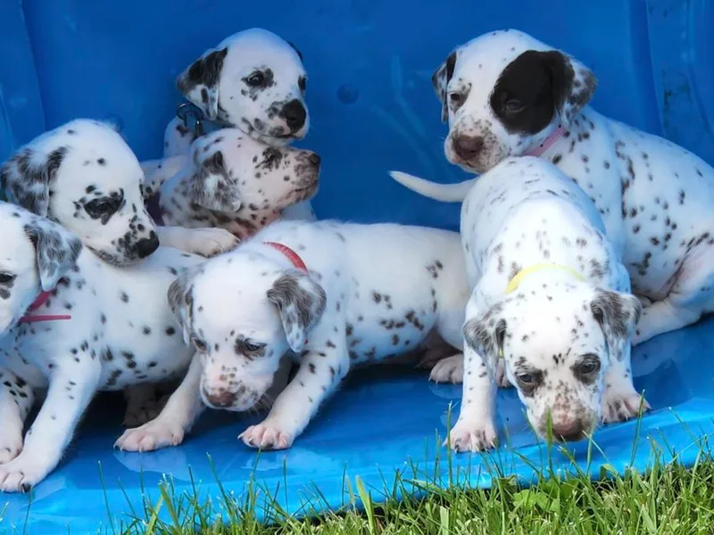 Drake's Dalmatians