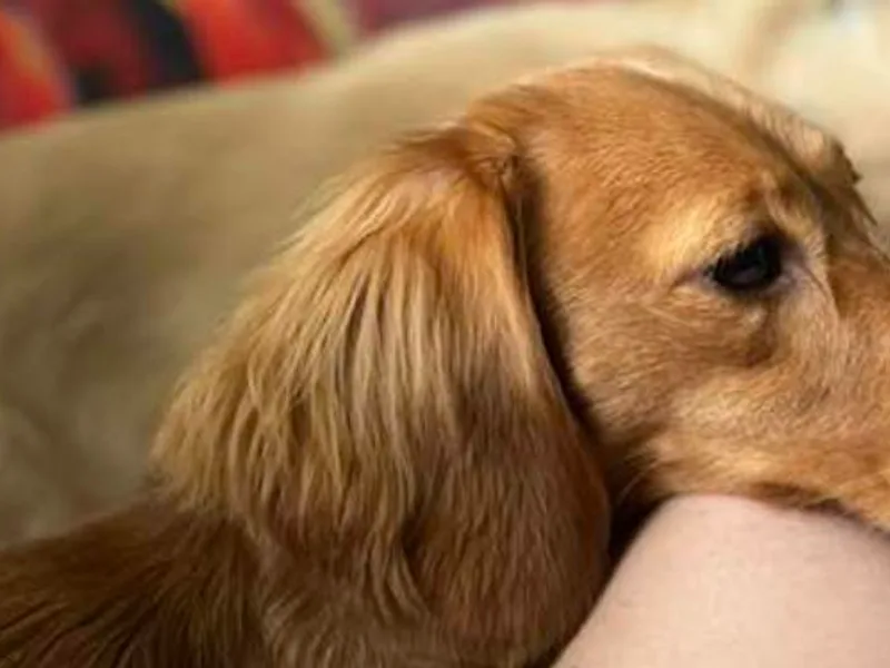 DrakeFire Dachshunds