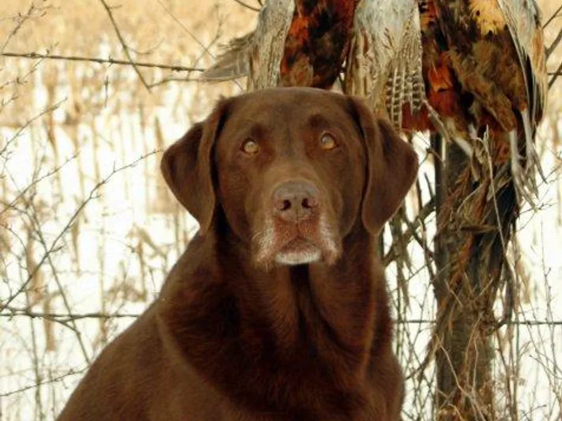 Drakehaven Labradors