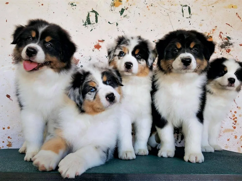 Drakyi Tibetan Mastiffs